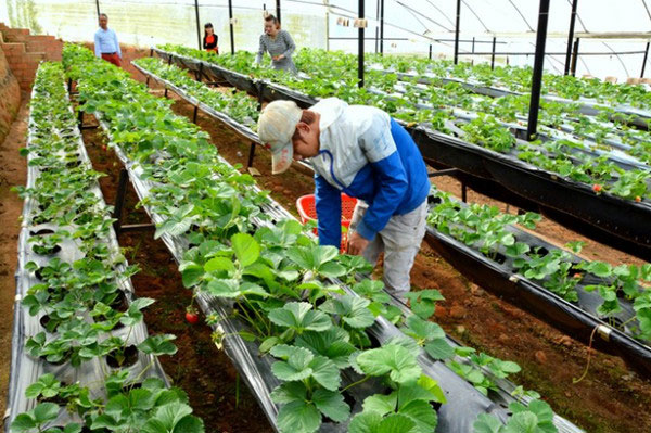 Lớp học làm nông nghiệp cho người Việt tại Nhật thời đại dịch