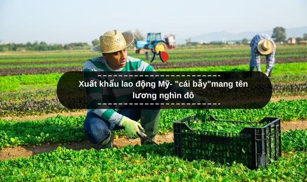 Xuất khẩu lao động Mỹ- "cái bẫy"mang tên lương nghìn đô