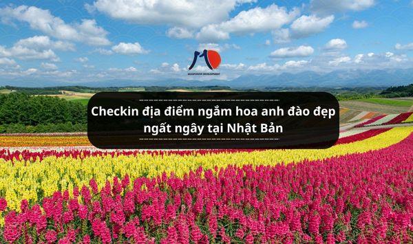 Checkin địa điểm ngắm hoa anh đào đẹp ngất ngây tại Nhật Bản