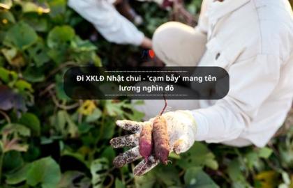 Đi XKLĐ Nhật chui - 'cạm bẫy' mang tên lương nghìn đô