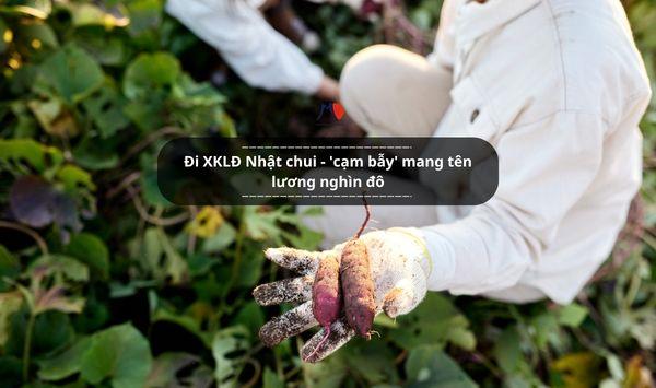 Đi XKLĐ Nhật chui - 'cạm bẫy' mang tên lương nghìn đô
