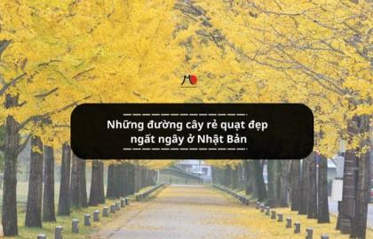 Những đường cây rẻ quạt đẹp ngất ngây ở Nhật Bản