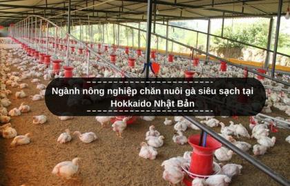 Đã mắt ngành nông nghiệp chăn nuôi gà siêu sạch tại Hokkaido Nhật Bản