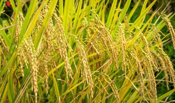 phan-biet-cac-loai-gao-nhat-duoc-ban-trong-sieu-thi-ma-tts-can-biet-1.jpg