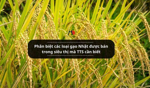 Phân biệt các loại gạo Nhật được bán trong siêu thị mà TTS cần biết