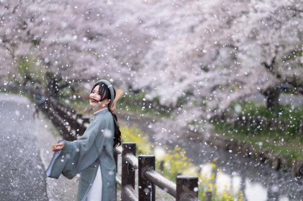 Chùm ảnh mê ly mùa hoa anh đào của người Việt tại Nhật