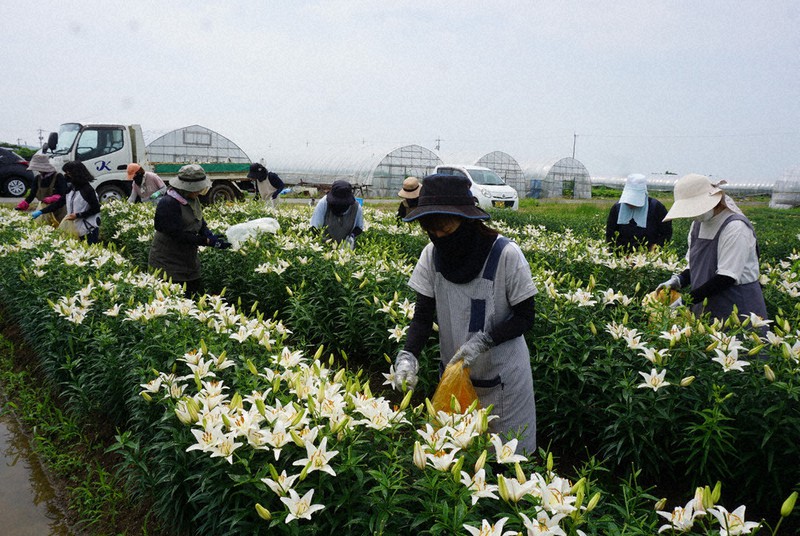 THÔNG BÁO TUYỂN DỤNG ĐƠN HÀNG NÔNG NGHIỆP HOA LAN – KUMAMOTO 09.2024