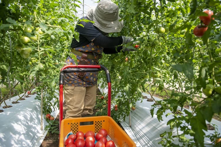 THÔNG BÁO TUYỂN DỤNG ĐƠN HÀNG NÔNG NGHIỆP CÀ CHUA, THUỐC LÁ, LÚA - KUMAMOTO 06/2024