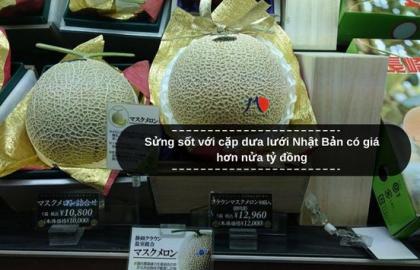 Sửng sốt với cặp dưa lưới Nhật Bản có giá hơn nửa tỷ đồng