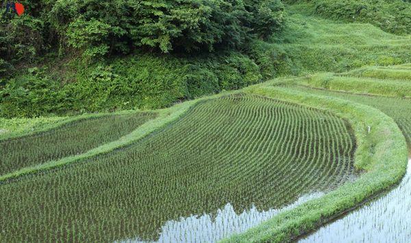 tong-hop-cac-don-hang-xkld-tai-tochigi-nhat-ban-1.jpg