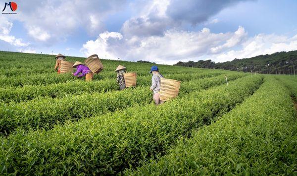 vuot-qua-dai-loan-nhat-ban-la-nuoc-co-so-luong-lao-dong-viet-di-xkld-nhieu-nhat-2.jpg