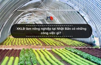 XKLĐ làm nông nghiệp tại Nhật Bản có những công việc gì?